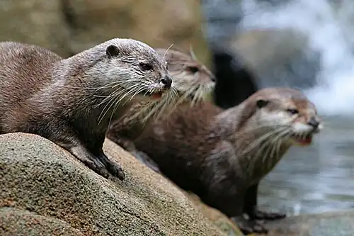 Family of the zoo's Asian small-clawed otters
