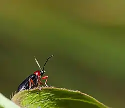 A small beetle stands on a blade of grass with a non-descript background of vegetation