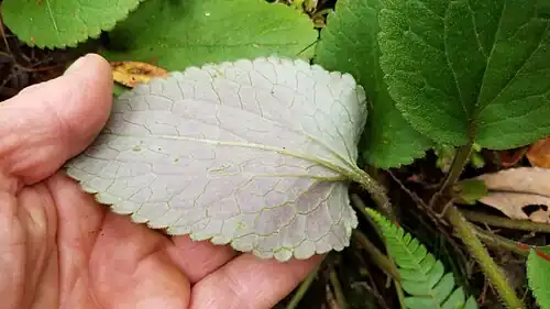 Underside of a leaf