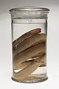 Preserved snake, pale brown, coiled inside a glass with preserving spirits on an empty background.