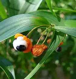 Fruit: black seed in white aril