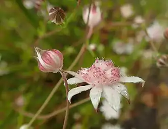 Flower and buds