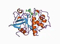 1au4: CRYSTAL STRUCTURE OF THE CYSTEINE PROTEASE HUMAN CATHEPSIN K IN COMPLEX WITH A COVALENT PYRROLIDINONE INHIBITOR