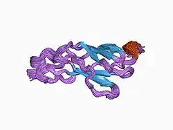 1bpv: TITIN MODULE A71 FROM HUMAN CARDIAC MUSCLE, NMR, 50 STRUCTURES