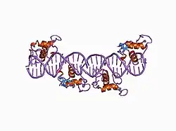 1by4: STRUCTURE AND MECHANISM OF THE HOMODIMERIC ASSEMBLY OF THE RXR ON DNA