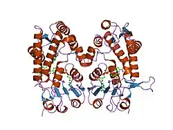 1dib: HUMAN METHYLENETETRAHYDROFOLATE DEHYDROGENASE / CYCLOHYDROLASE COMPLEXED WITH NADP AND INHIBITOR LY345899