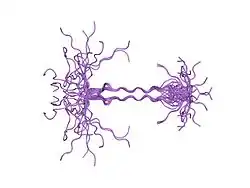 1ejq: SOLUTION STRUCTURE OF THE SYNDECAN-4 WHOLE CYTOPLASMIC DOMAIN IN THE PRESENCE OF PHOSPHATIDYLINOSITOL 4,5-BISPHOSPHATE