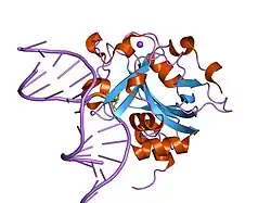 1f6o: CRYSTAL STRUCTURE OF THE HUMAN AAG DNA REPAIR GLYCOSYLASE COMPLEXED WITH DNA