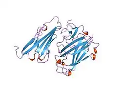 1kac: KNOB DOMAIN FROM ADENOVIRUS SEROTYPE 12 IN COMPLEX WITH DOMAIN 1 OF ITS CELLULAR RECEPTOR CAR