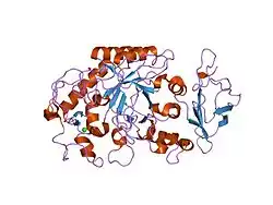 1kgu: THREE DIMENSIONAL STRUCTURE ANALYSIS OF THE R337A VARIANT OF HUMAN PANCREATIC ALPHA-AMYLASE