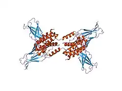 1lqs: CRYSTAL STRUCTURE OF HUMAN CYTOMEGALOVIRUS IL-10 BOUND TO SOLUBLE HUMAN IL-10R1
