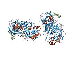 1lyb: CRYSTAL STRUCTURES OF NATIVE AND INHIBITED FORMS OF HUMAN CATHEPSIN D: IMPLICATIONS FOR LYSOSOMAL TARGETING AND DRUG DESIGN