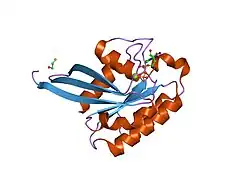 1n6i: Crystal Structure of Human Rab5a A30P mutant Complex with GDP
