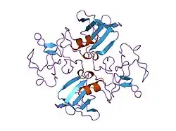 1nk1: NK1 FRAGMENT OF HUMAN HEPATOCYTE GROWTH FACTOR/SCATTER FACTOR (HGF/SF) AT 2.5 ANGSTROM RESOLUTION