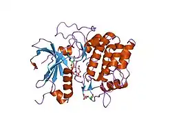 1o6k: STRUCTURE OF ACTIVATED FORM OF PKB KINASE DOMAIN S474D WITH GSK3 PEPTIDE AND AMP-PNP