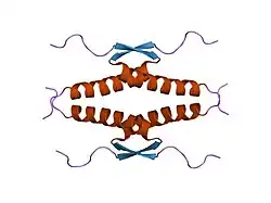 1olg: HIGH-RESOLUTION SOLUTION STRUCTURE OF THE OLIGOMERIZATION DOMAIN OF P53 BY MULTI-DIMENSIONAL NMR