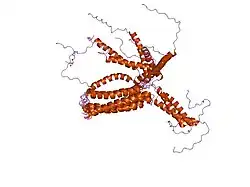 1owa: Solution Structural Studies on Human Erythrocyte Alpha Spectrin N Terminal Tetramerization Domain