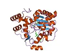 1q20: Crystal Structure of human cholesterol sulfotransferase (SULT2B1b) in the presence of PAP and pregnenolone