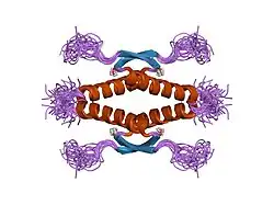 1sae: HIGH RESOLUTION SOLUTION NMR STRUCTURE OF THE OLIGOMERIZATION DOMAIN OF P53 BY MULTI-DIMENSIONAL NMR (SAC STRUCTURES)