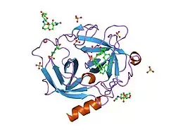 1t31: A Dual Inhibitor of the Leukocyte Proteases Cathepsin G and Chymase with Therapeutic Efficacy in Animals Models of Inflammation