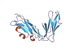 1ugn: Crystal structure of LIR1.02, one of the alleles of LIR1