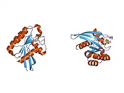 1yzt: GppNHp-Bound Rab21 GTPase at 2.05 A Resolution