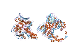 1zxn: Human DNA topoisomerase IIa ATPase/ADP