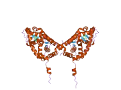 2aax: Mineralocorticoid Receptor Double Mutant with Bound Cortisone