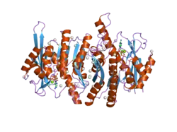 2ajp: Crystal structure of a human pyridoxal kinase