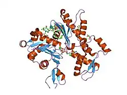 2asm: Structure of Rabbit Actin In Complex With Reidispongiolide A