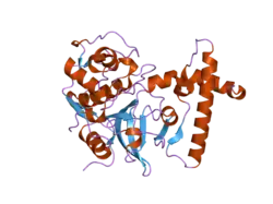 2c0y: THE CRYSTAL STRUCTURE OF A CYS25ALA MUTANT OF HUMAN PROCATHEPSIN S