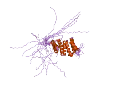 2dba: The solution structure of the tetratrico peptide repeat of human Smooth muscle cell associated protein-1, isoform 2