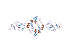 2dfy: Crystal structure of a cyclized protein fusion of LMO4 LIM domains 1 and 2 with the LIM interacting domain of LDB1