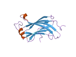 2foo: The crystal structure of the N-terminal domain of HAUSP/USP7 complexed with p53 peptide 359-362