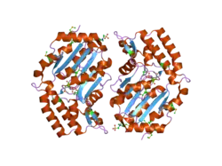 2g09: X-ray structure of mouse pyrimidine 5'-nucleotidase type 1, product complex