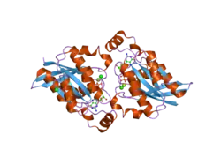 2g0n: The Crystal Structure of the Human RAC3 in complex with GDP and Chloride
