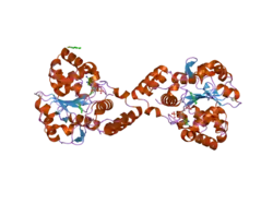 2gwh: Human Sulfotranferase SULT1C2 in complex with PAP and pentachlorophenol