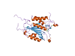 2j30: THE ROLE OF LOOP BUNDLE HYDROGEN BONDS IN THE MATURATION AND ACTIVITY OF (PRO)CASPASE-3