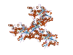 2oan: Structure of oxidized beta-actin