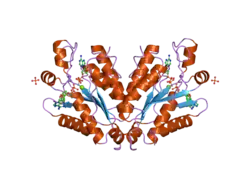 2ofx: crystal structure of the APSK domain of human PAPSS1 in complex with ADPMg and PAPS