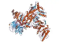 2p9n: Crystal Structure of bovine Arp2/3 complex co-crystallized with ADP