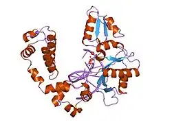 8ics: DNA POLYMERASE BETA (POL B) (E.C.2.7.7.7) COMPLEXED WITH SEVEN BASE PAIRS OF DNA; SOAKED IN THE PRESENCE OF DCTP (1 MILLIMOLAR) AND MNCL2 (5 MILLIMOLAR)