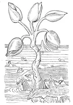 PSM V04 D585 The goose tree, by Gerard Page, 1391.