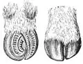 Muskoxen broad hooves