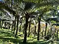 Palm trees plantation surrounding Kiwumulo Cave