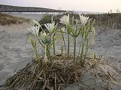 Vegetation on a sandy beach