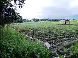 Rice field at Pangil