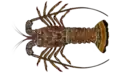 Spiny lobster