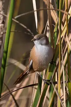 Adult female in Oare Marshes, Kent, England