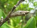 Brown chrysalis attached to a lemon tree